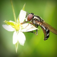 /album/cahustoha/photolia-a02-jpg/