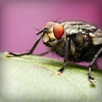 /album/cahustoha/photolia-a08-jpg/